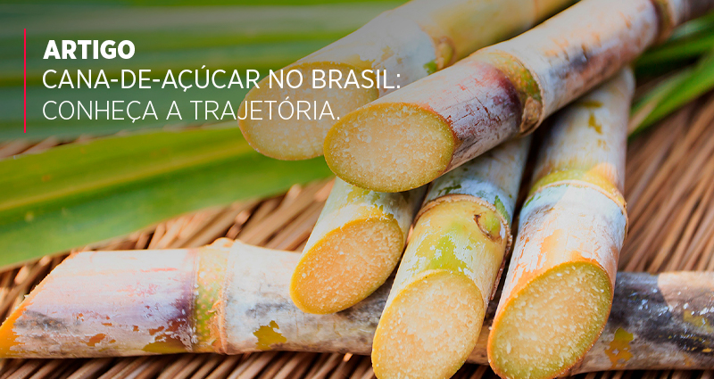 Cana-de-açúcar no Brasil: conheça a trajetória