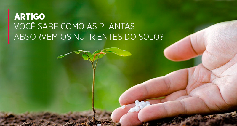 Você sabe como as plantas absorvem os nutrientes do solo?